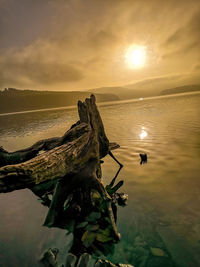 Driftwood on beach against sky during sunset