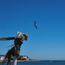 Bird flying over sea against clear blue sky