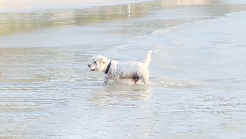 Dog running in a lake