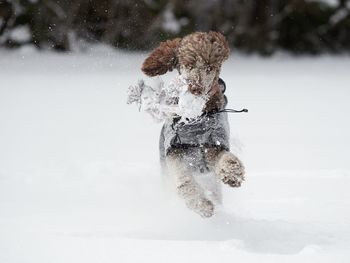 Person with umbrella on snow