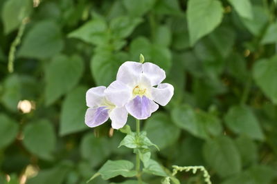 Close-up of purple flowering plant