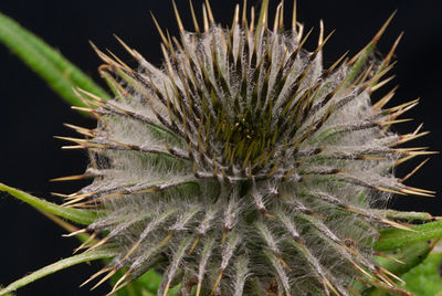 Close-up of thistle growing outdoors