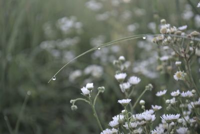 Close-up of white flowers