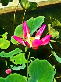 Close-up of lotus water lily in pond