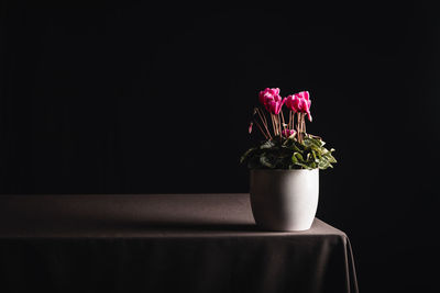 Close-up of pink flower vase on table against black background