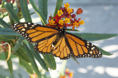 Close-up of butterfly perching on flower