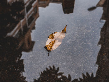 High angle view of reflection in puddle