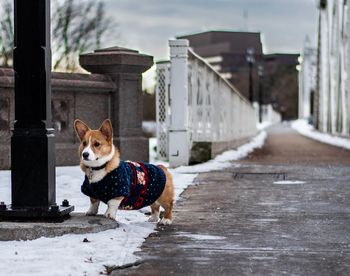 Dog by pole in snow