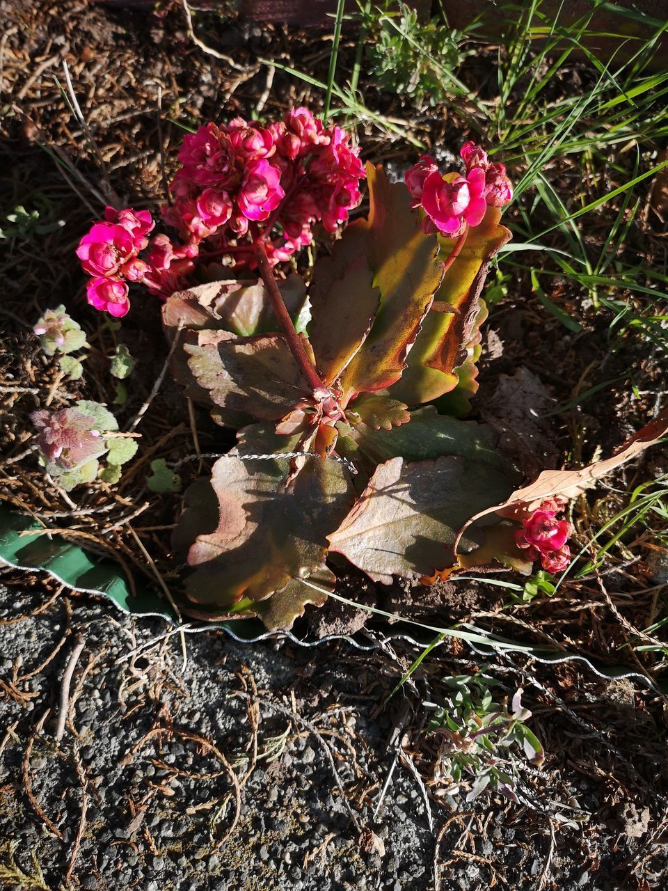 CLOSE-UP OF PINK FLOWERING PLANTS IN FIELD