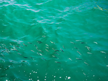 High angle view of fish swimming in water