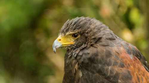 Close-up of a bird