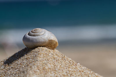 Close-up of snail on rock