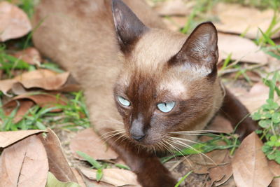 Close-up portrait of a cat