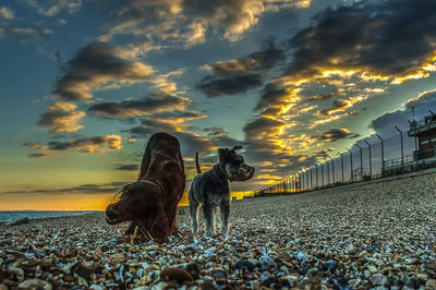 Dog on beach during sunset