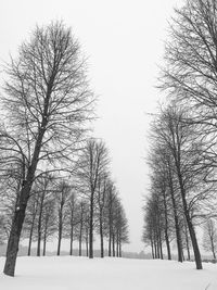 Close-up of snow covered trees against clear sky