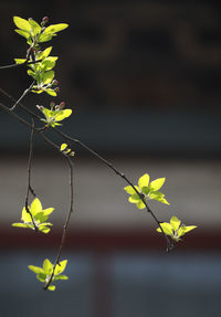 Close-up of yellow flowering plant