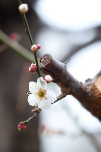 Close-up of white flowers blooming in park