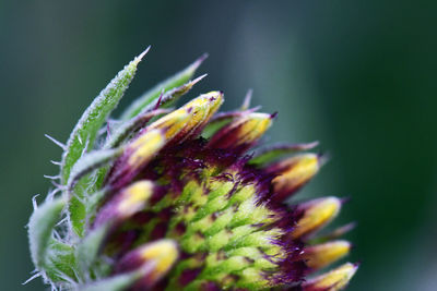 Close-up of flower buds