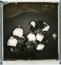 Close-up of white flowers in container