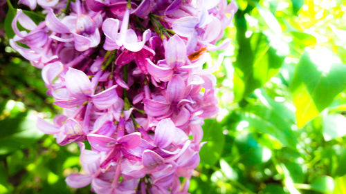 Close-up of pink flowers