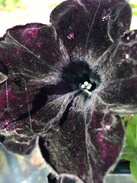 Close-up of purple flower