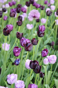 Close-up of purple flowering plants