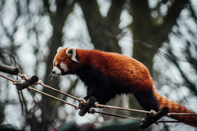 Red panda crossing a bridge rope high in the treetops