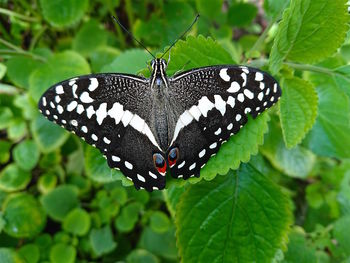 Close-up of butterfly on leaf