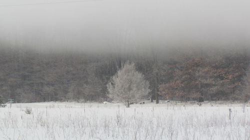 Trees on field