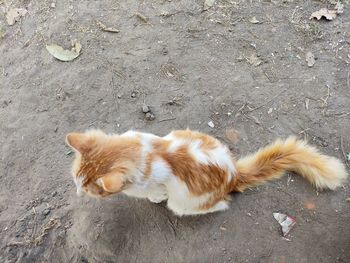 High angle view of cat lying on footpath