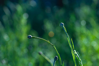 Close-up of wet plant