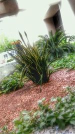 Plants growing in backyard