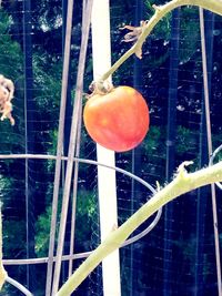 Close-up of fruit on glass window
