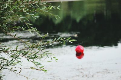 Close-up of red berries on tree