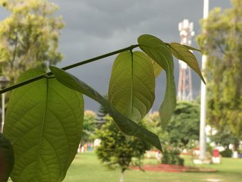 Close-up of leaves on tree