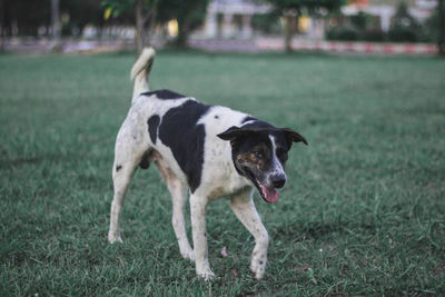 Dog standing on field