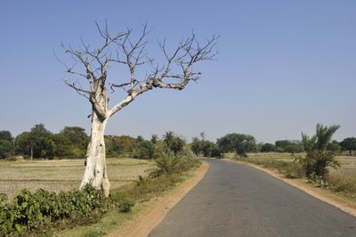 Bare tree by road against clear sky