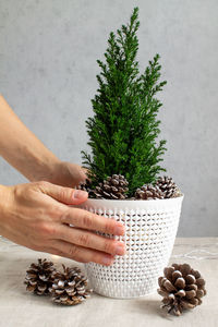 A woman decorates a houseplant cypress for the new year