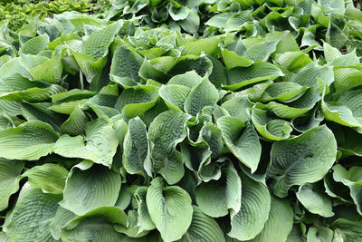 Full frame shot of hostas