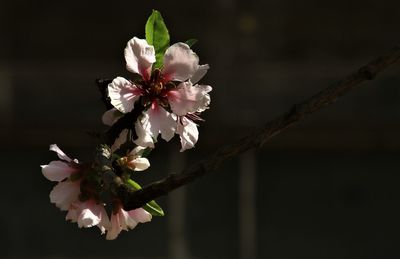 Close-up of cherry blossoms in spring