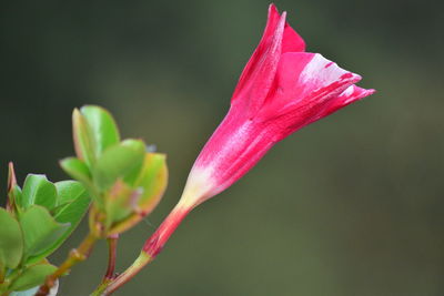 Close-up of pink rose flower