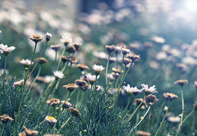 Close-up of flowering plants on field