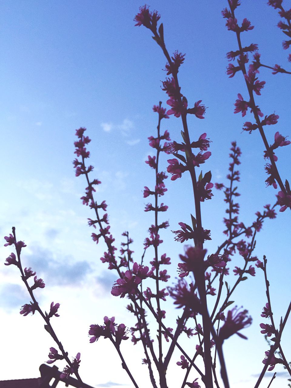 flower, low angle view, growth, freshness, fragility, beauty in nature, nature, sky, branch, blue, tree, blooming, petal, clear sky, pink color, plant, in bloom, stem, close-up, blossom