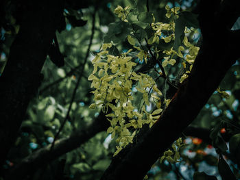 Close-up of cherry blossom on tree