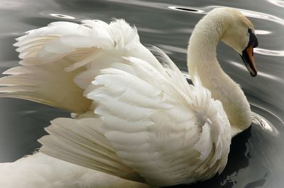 Close-up of swan in lake