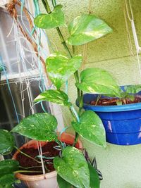 Close-up of potted plant leaves against wall