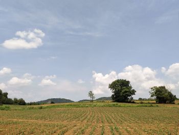 Scenic view of agricultural field against sky