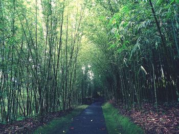 Footpath amidst trees in forest