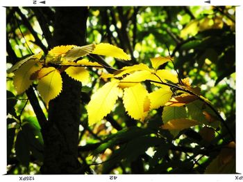 Close-up of leaves on tree