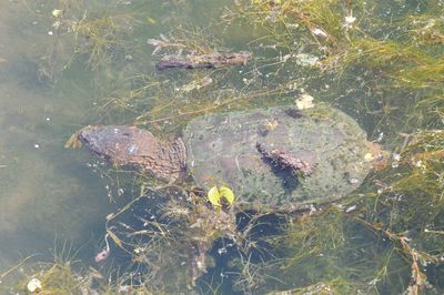 High angle view of turtle in sea